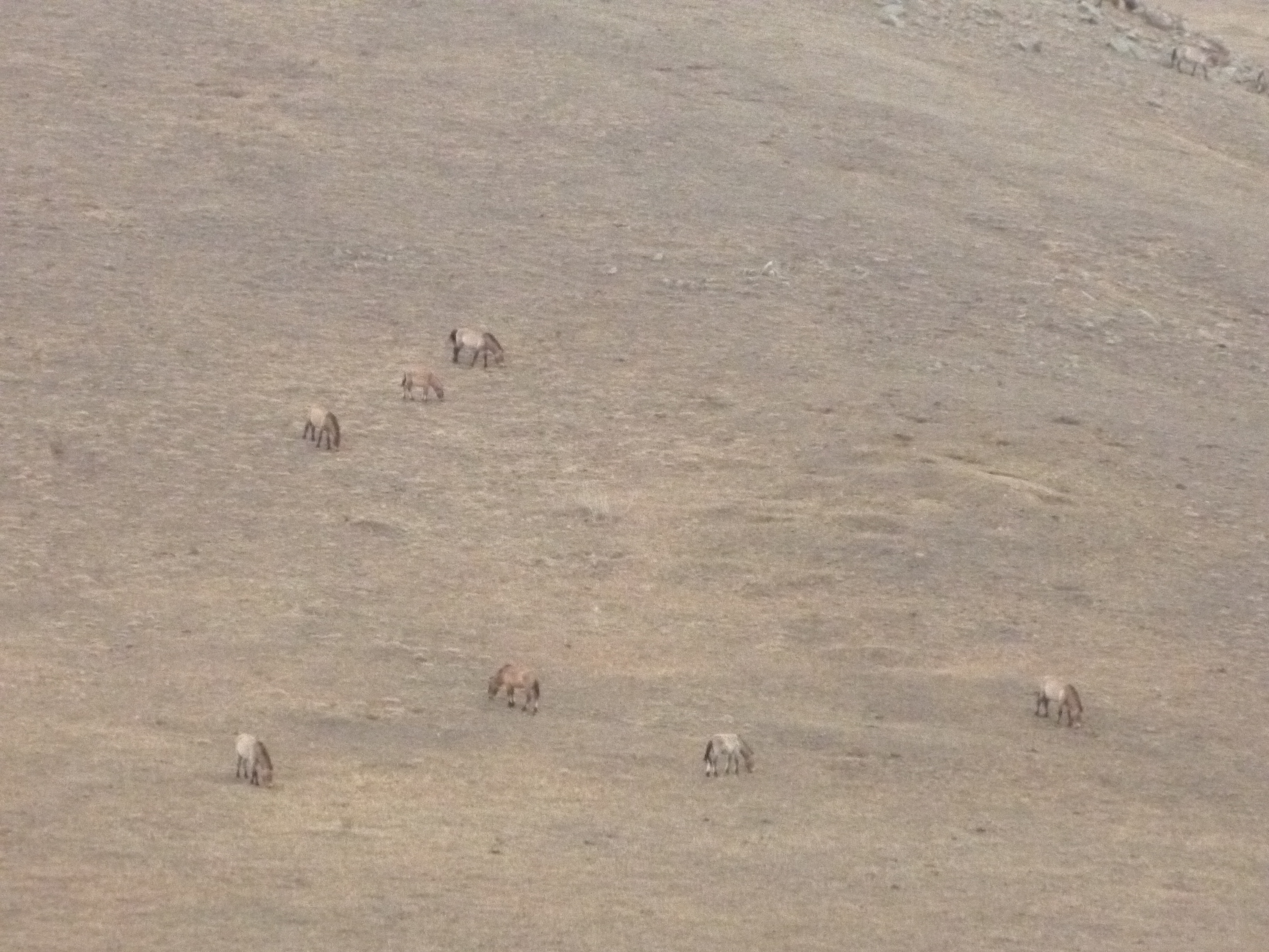 Mongolia_Hustaï-chevauxPrewalsky