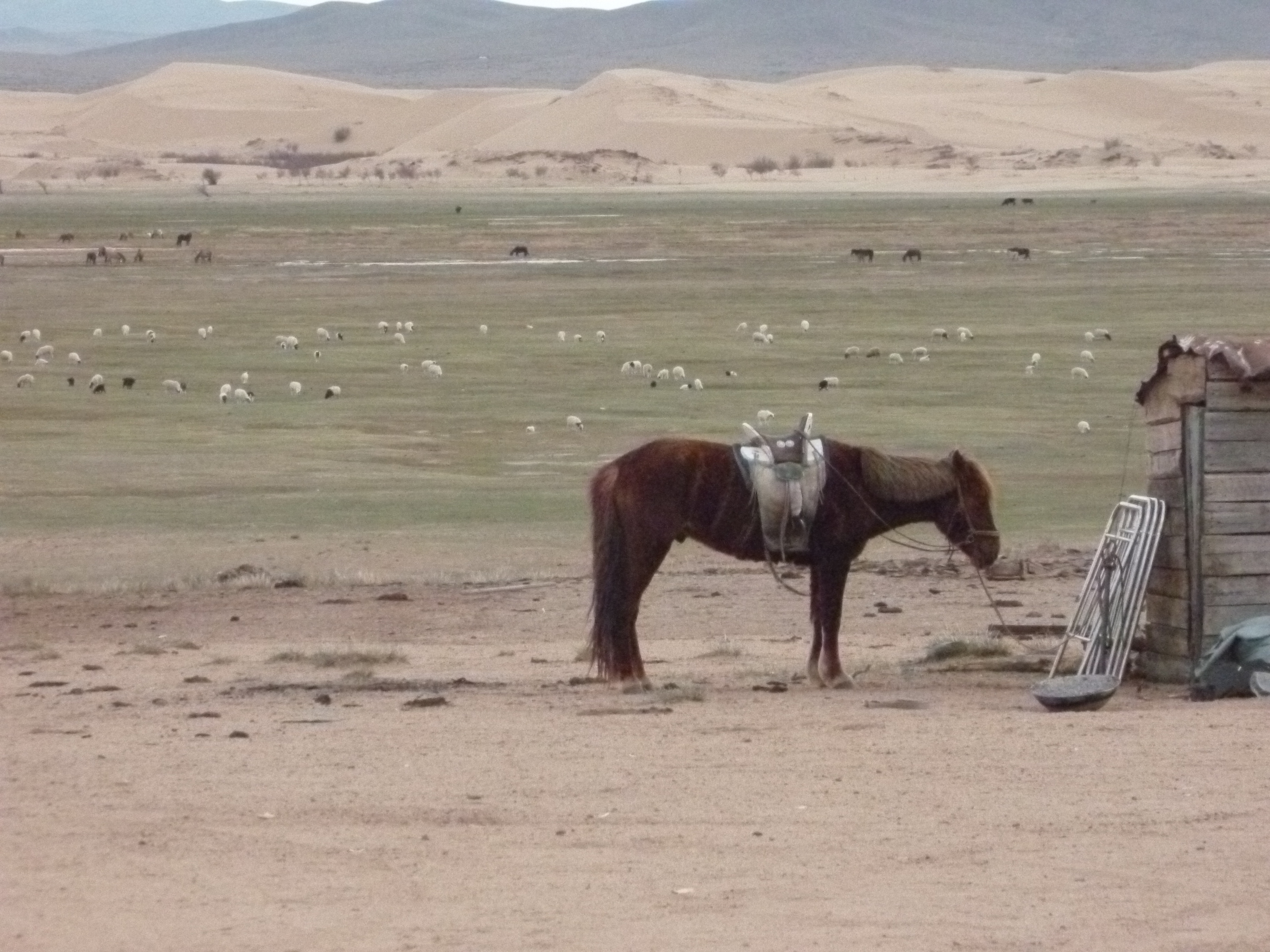 Mongolia_VersPetitGobi-cheval