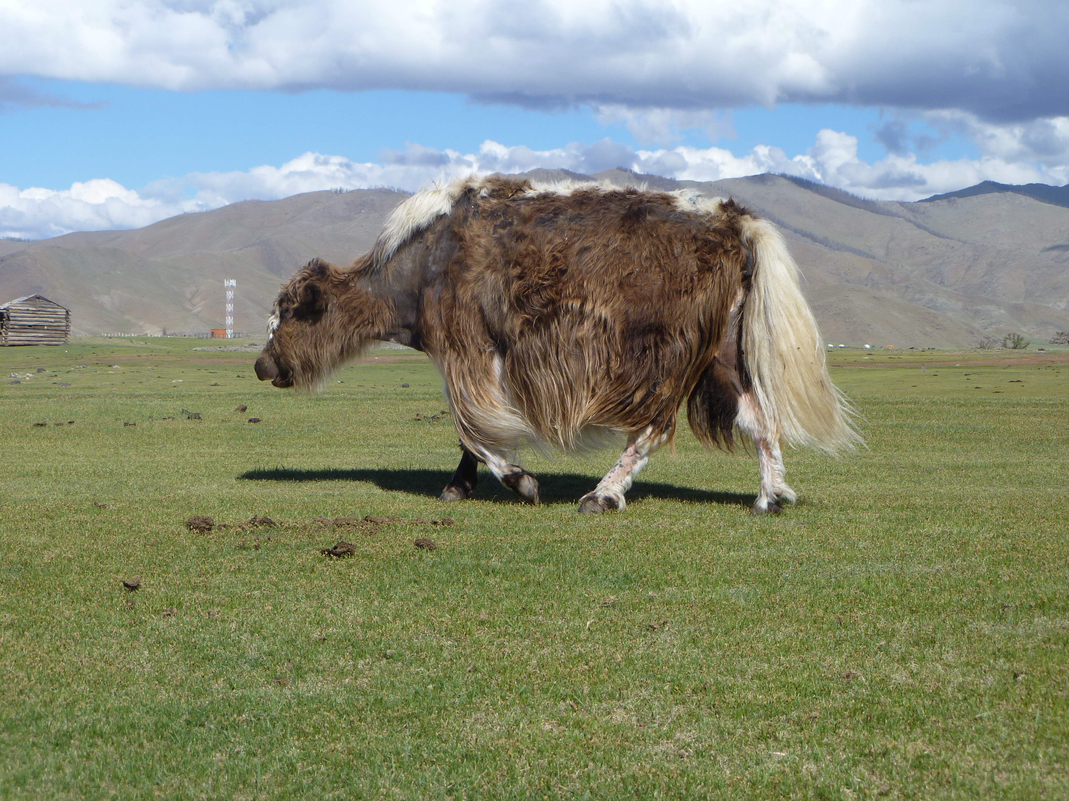 Mongolia_Orkhon-Yack8