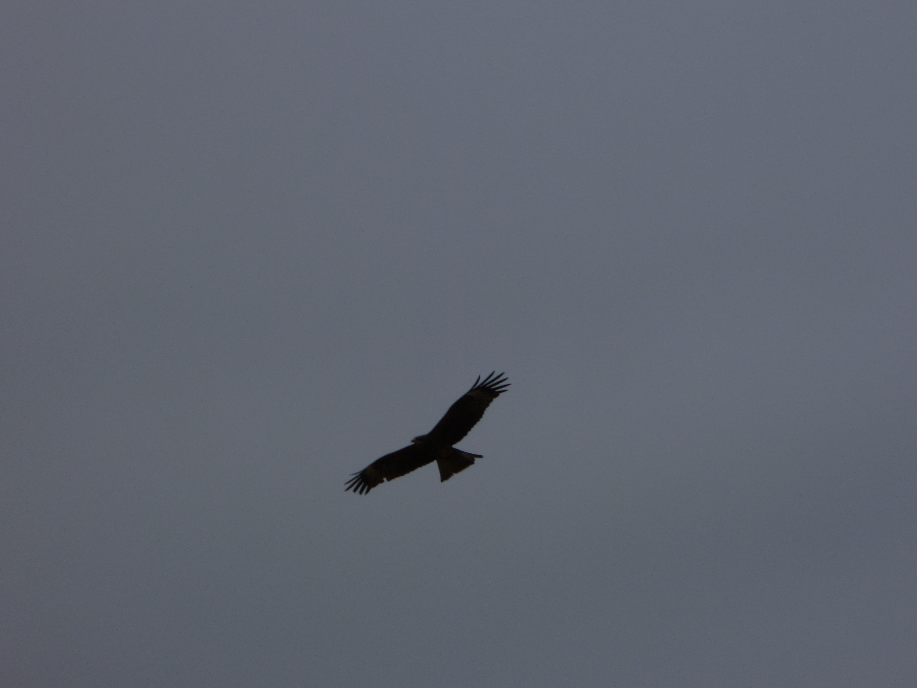 Mongolia_VersKharkhorin-Bird