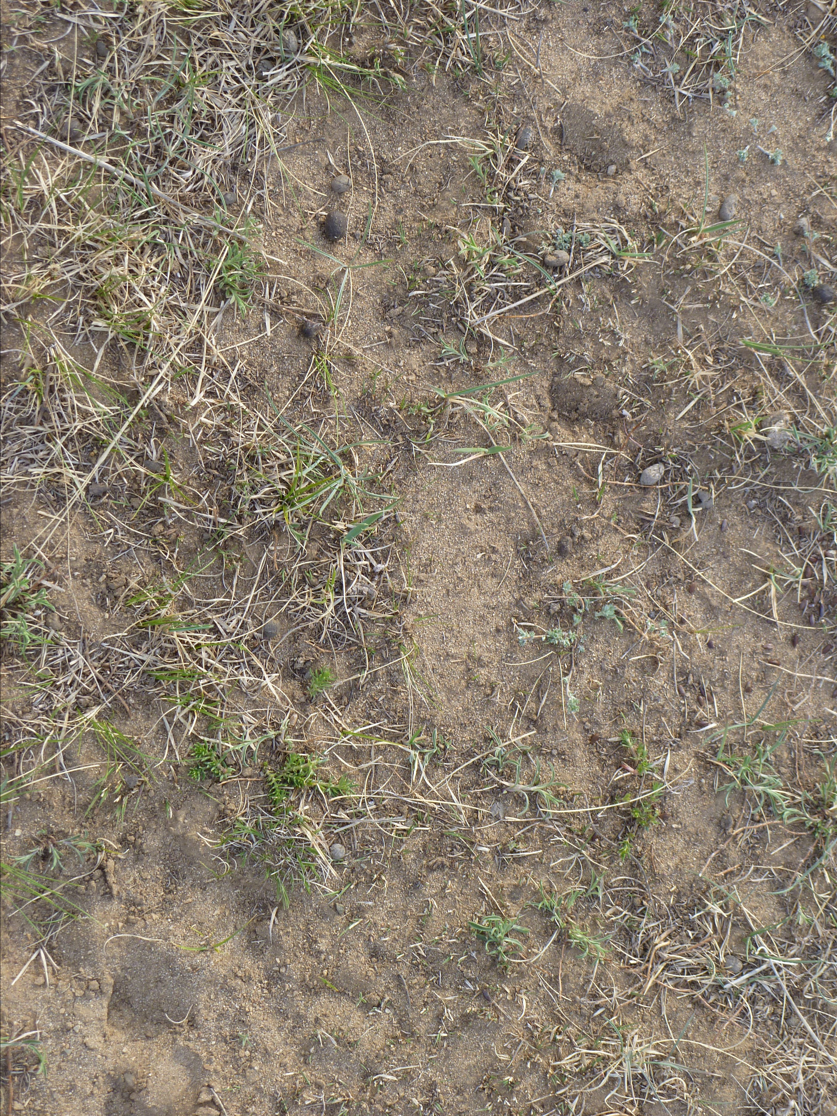 SOL-Mongolia_Kharkhorin