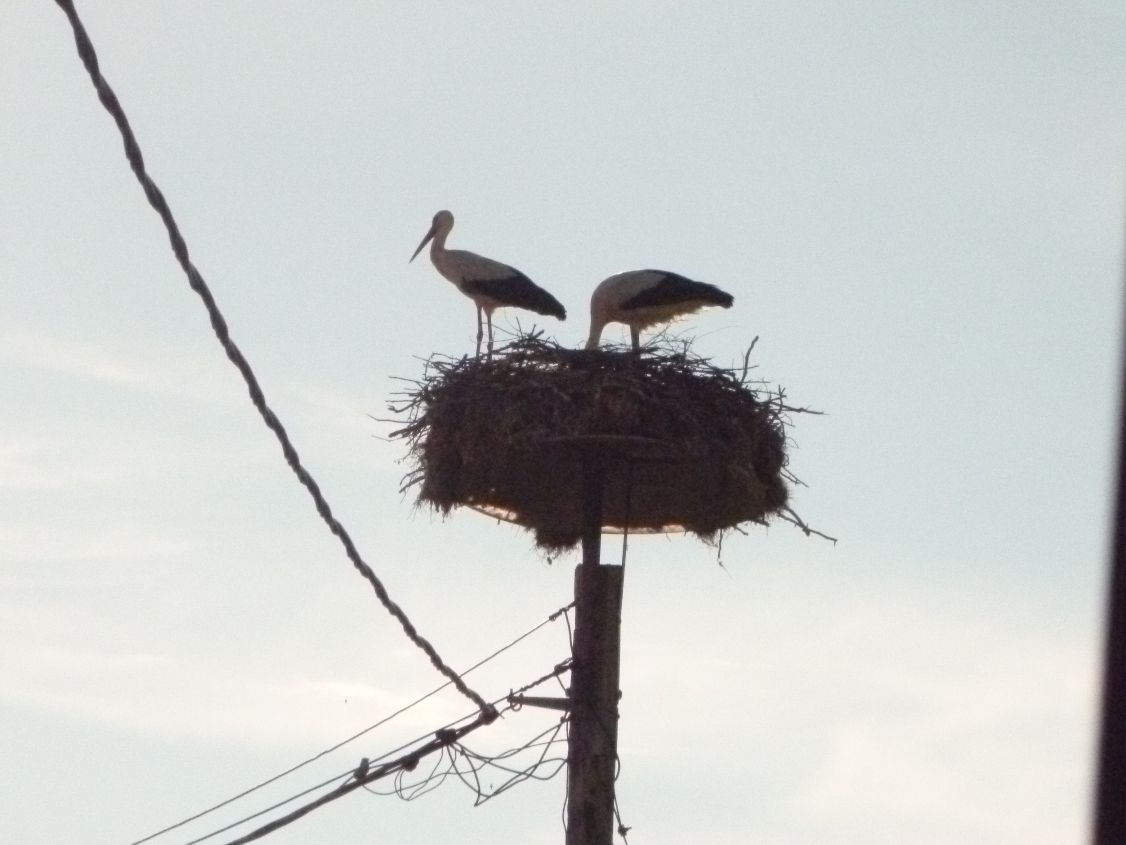 Greece_Ladi-cigognes6