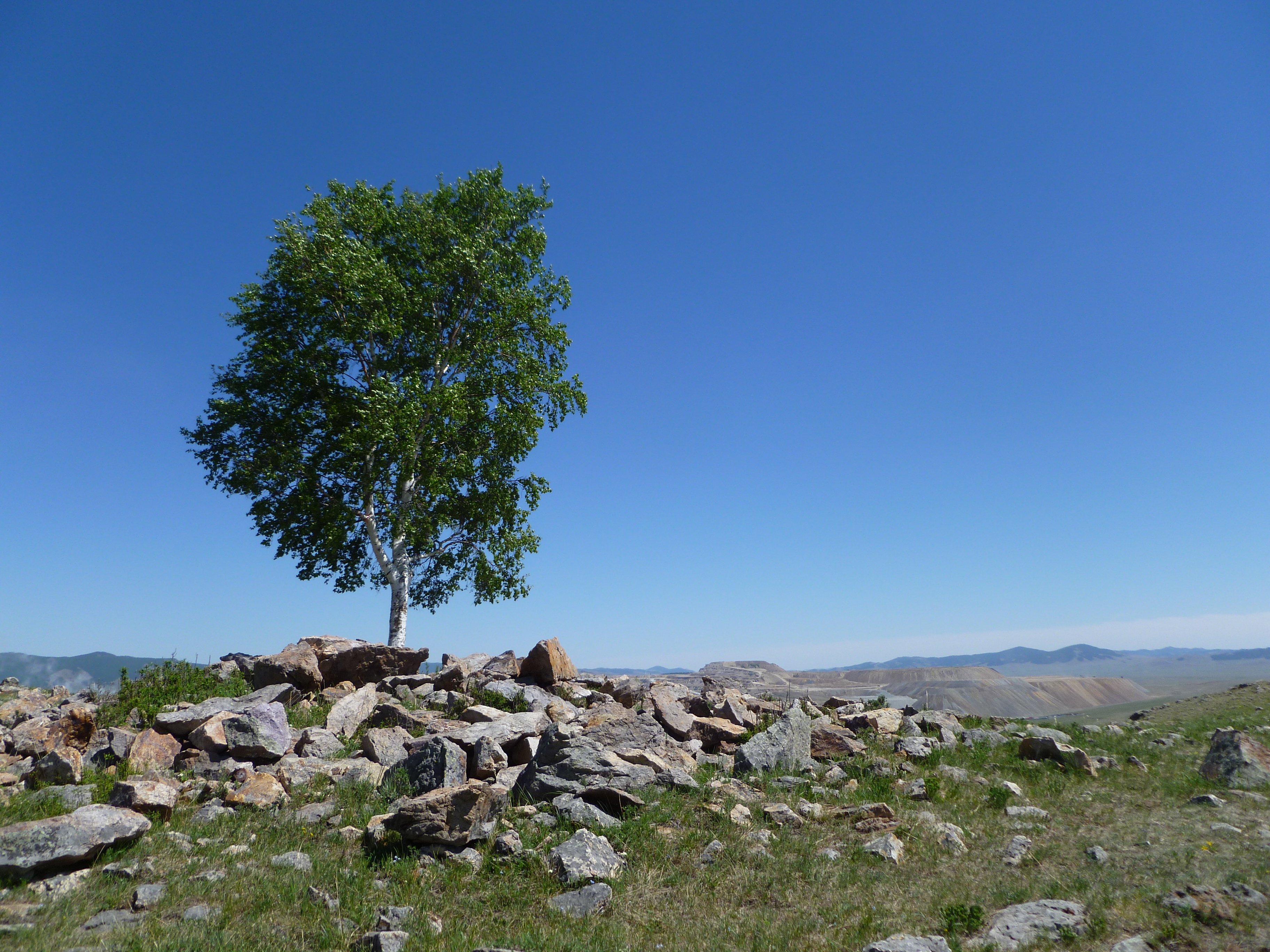 Mongolia_Erdenet-Arbre2
